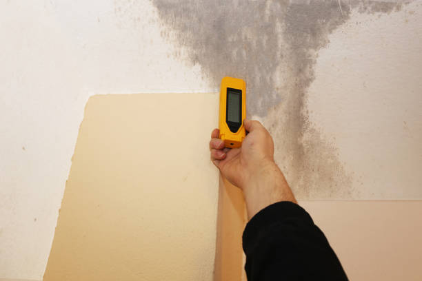 Best Mold Prevention Services  in Union, OR